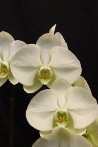 Phal. Emeraude Zuma's Shamrock AM 84 pts.